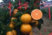 柑橘品種沃柑_沃柑和蘆柑區(qū)別