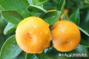 紅橘砧木柑橘種植技術(shù)_檸檬砧木嫁接沃柑好不好有什么優(yōu)點(diǎn)