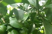 十州柑橘種植技術(shù)_如何才能達(dá)到味甜皮薄渣少的效果