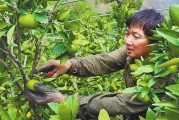 柑橘病蟲害能用鹽水嗎_傳喝檸檬水可以預(yù)防新冠