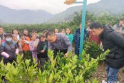 柑橘種植技術(shù)培訓(xùn)學(xué)員_新栽半年的柑桔苗不長是什么原因