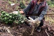柑橘移栽種植技術(shù)_5月份移栽紅美人柑橘會活嗎