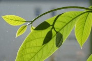 091沃柑零下幾度會被凍壞（沃柑零下幾度可以種植嗎）