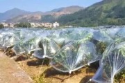 疫情過(guò)后柑橘種植技術(shù)方案_2022年耙耙柑價(jià)格有望上漲嗎