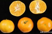 華美2號(hào)柑橘的缺點(diǎn)_愛(ài)莎一號(hào)的甜度