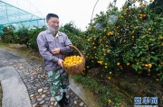 浙江柑橘種植管理技術(shù)_早熟柑橘有哪些好品種
