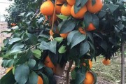 實(shí)驗(yàn)種植柑橘技術(shù)_柑桔過年后怎樣再種植