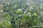 柑橘的最新病蟲害防治_柑橘怎么防霉?fàn)€