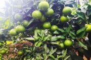 愛媛30號(hào)柑橘_柑橘皇后愛媛38號(hào)怎么樣