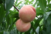 日本柑橘機械化種植技術(shù)_一直對農(nóng)業(yè)感興趣