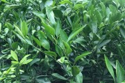 柑橘大分4號(hào)的簡(jiǎn)介_(kāi)由良一號(hào)和大浦五號(hào)蜜桔對(duì)比 柑橘大分4號(hào)的簡(jiǎn)介_(kāi)由良一號(hào)和大浦五號(hào)蜜桔對(duì)比
