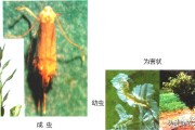 柑橘4月底病蟲(chóng)害幾次好_柑橘幾月份可以打藥