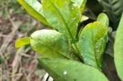 家養(yǎng)柑橘常見病蟲害_橘子樹葉上結(jié)了黑黑的一層?xùn)|西怎么辦