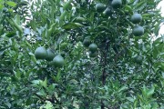 柑橘果面種植技術(shù)_柑橘樹(shù)盆栽 柑橘果面種植技術(shù)_柑橘樹(shù)盆栽