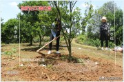 柑橘全年病蟲(chóng)害及防治用藥_對(duì)于柑橘疫病一般選擇什么藥