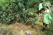 柑橘水肥一體化種植技術(shù)_石門柑橘種植技術(shù)