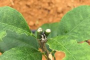 柑橘種植技術(shù)與管理順口溜_我想把家鄉(xiāng)土特產(chǎn)推廣出去