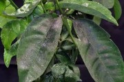 柑橘幼年樹種植管理技術(shù)_2型糖尿病不能吃哪些水果