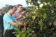 農(nóng)科院柑橘種植技術(shù)規(guī)程_農(nóng)村種辣椒可以掙到錢嗎