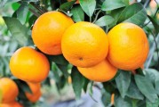 美國柑橘的種植技術(shù)_夏橙還掛在樹上現(xiàn)在怎樣保果