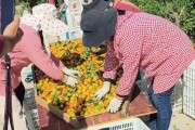廣西柑橘種植新技術(shù)_廣西的砂糖橘種植真的是飽和了嗎
