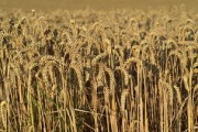 柑桔栽培每畝栽多少株？科學種植密度與產量優(yōu)化技術要點解析