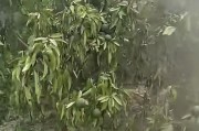 廣西柑橘上常見(jiàn)病蟲(chóng)害_廣西沙糖桔文案