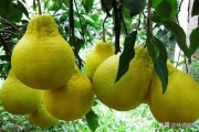 浙江柑橘種植管理技術(shù)指南_湖北荊州能種沃柑嗎