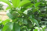 第一年柑橘樹種植技術(shù)_2ph柑橘種植技術(shù) 第一年柑橘樹種植技術(shù)_2ph柑橘種植技術(shù)