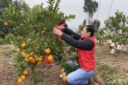 200畝柑橘種植技術(shù)_無籽椪柑栽間距多少