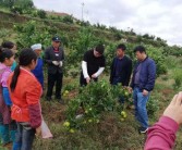 銅仁柑橘種植技術(shù)和管理_銅仁的特色小吃有哪些