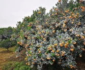 山西柑橘樹(shù)苗有什么新品種_蘋(píng)果樹(shù)開(kāi)花后打什么藥