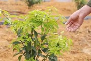 國(guó)際柑橘種植技術(shù)_沃柑種植技術(shù)