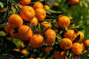 柑橘種植技術(shù)地形_種植臍橙北坡地勢合適嗎
