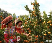 柑橘后期種植技術(shù)_30年老柑橘樹(shù)移栽注意事項(xiàng)