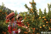 柑橘后期種植技術(shù)_30年老柑橘樹移栽注意事項