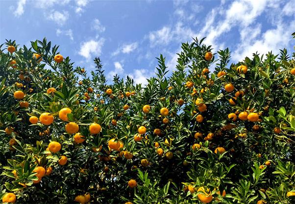 四川柑橘種植技術(shù)要求有哪些（適合四川種植柑橘品種有哪些）