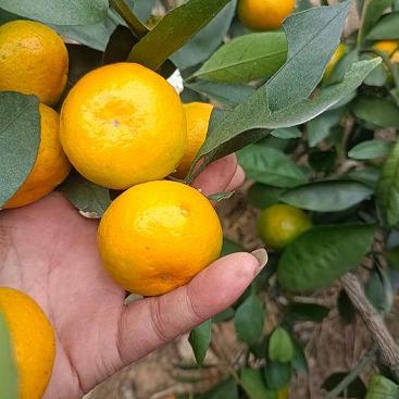 甘平柑橘在哪里種植好（甘平柑橘種植技術(shù)）