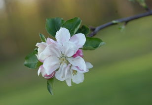 桔子樹(shù)開(kāi)花時(shí)打什么藥（桔子樹(shù)開(kāi)花時(shí)打什么藥以后橘子不會(huì)掉）