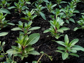 桔子樹(shù)苗種植技術(shù)（桔子樹(shù)苗的種植方法）