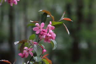 柑橘嫁接枝條選擇技術(shù)視頻（柑橘嫁接枝條選擇技術(shù)視頻教學(xué)）