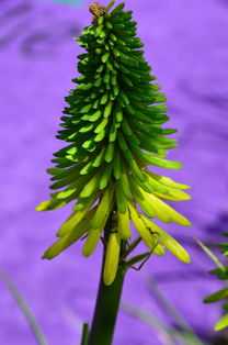 橘子嫁接樹(shù)苗方法技術(shù)（橘子樹(shù)怎樣嫁接成活率高）