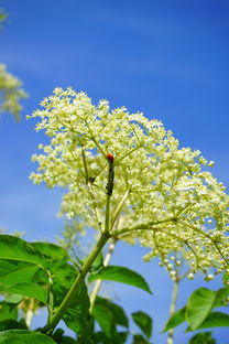 柑橘幼樹3月病蟲預(yù)防（柑橘幼樹如何防止來年不開花）