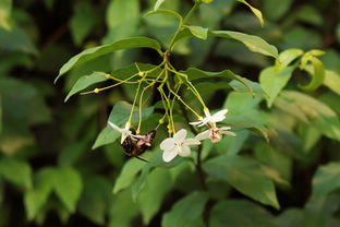 脆蜜金柑多久能結(jié)果（脆蜜金柑種植條件）