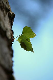 三年以上柑橘怎么管理（三年柑橘樹一年要施多少次肥）