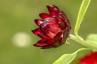 沃柑開花期能噴農藥嗎（沃柑開花噴什么藥）