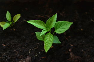 沃柑管理技術(shù)施肥方法有哪些（沃柑種植如何施肥及管理）