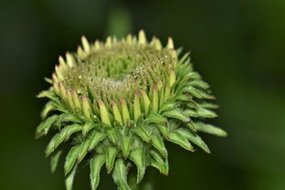 沃柑開(kāi)花期嫩葉有蟲(chóng)能打農(nóng)藥嗎視頻（沃柑有蟲(chóng)要打什么藥）