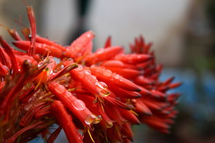 沃柑種植到開(kāi)花結(jié)果如何施肥噴藥劑呢（沃柑結(jié)果樹(shù)施肥管理）