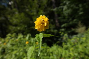 柑橘謝花80后打什么農(nóng)藥保果（柑橘花開(kāi)到謝花多長(zhǎng)時(shí)間）